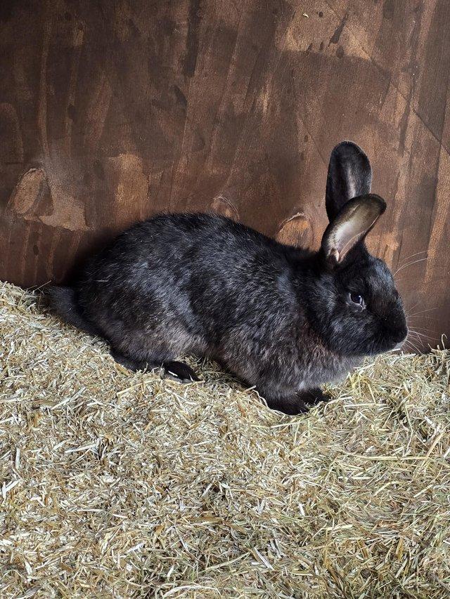 house rabbit price