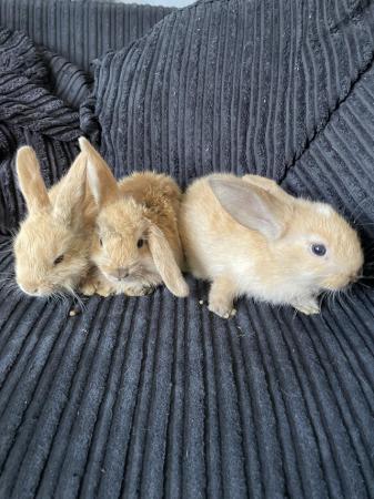 Image 3 of Beautiful mini lop type baby bunnies