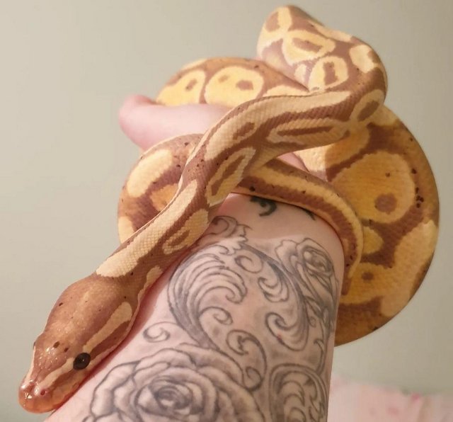 Preview of the first image of Handsome Adult Male Banana Ball Python.