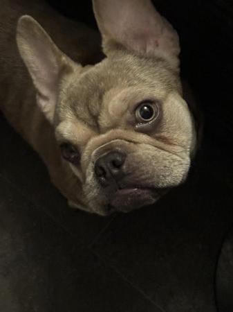 Image 4 of French bulldog male 10 month