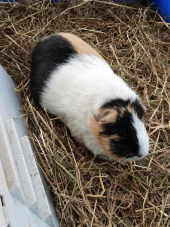 Image 3 of Two Cuy X Guinea pig females
