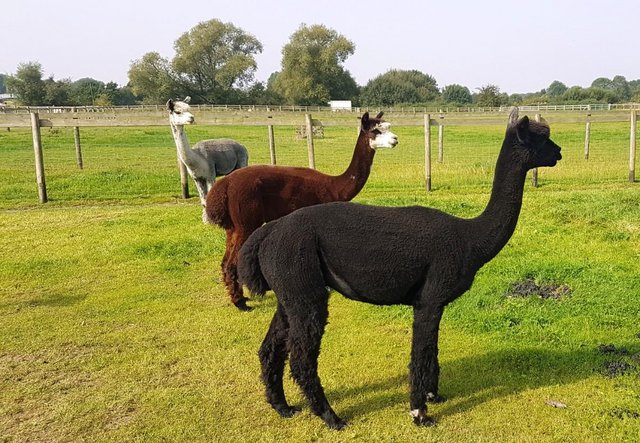 Image 4 of ALPACA BAS REG'D INTACT MALE TOP BLOODLINES, CHAMPION SIRED