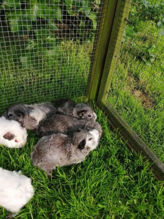 Image 1 of Guinea pigs available now in beautiful grey and white colour