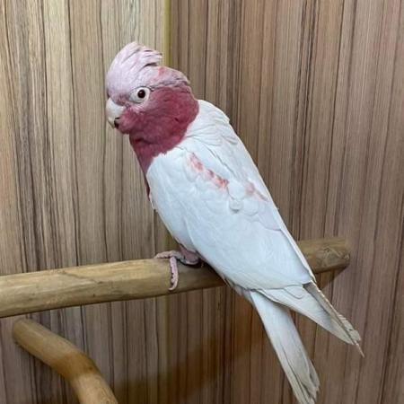 Image 16 of Large Variety of Hand Reared Birds Available! - Updated Regu