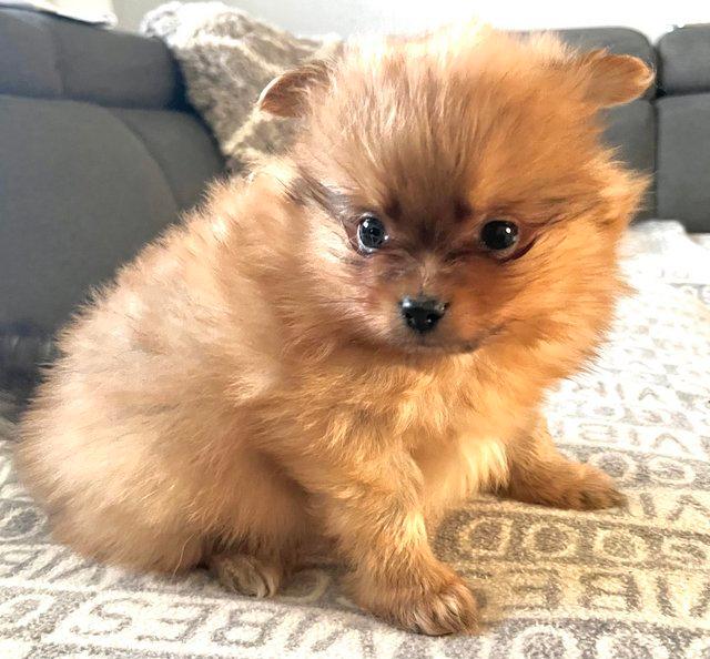 Preview of the first image of ONE LEFT brown Pomeranian puppies.