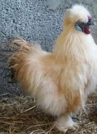 Image 2 of Very rare Citron Silkie hatching eggs & chicks available