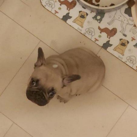 Image 5 of French Bulldog Puppies for sale