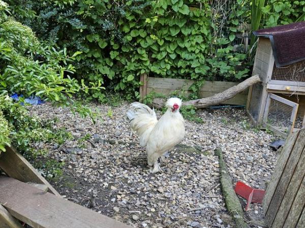 Image 7 of USA silkie chick's & UK silkie Bantons & button eggs