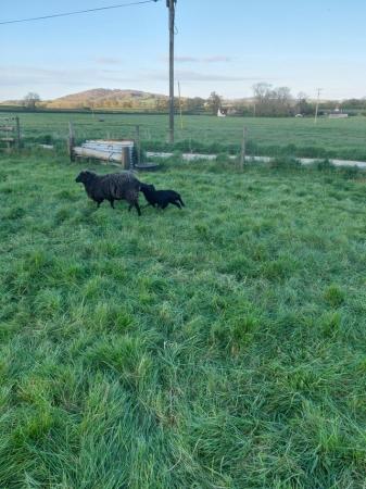 Image 3 of 8 Hebridean Ewes with 13 lambs for sale