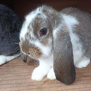 Image 3 of Baby French Lop Female Rabbit