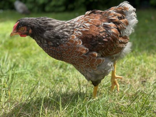 Image 1 of Wyandotte Rooster (dark red, some silver/grey)