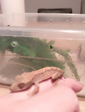 Image 4 of Crested Gecko for sale £40 no offers.