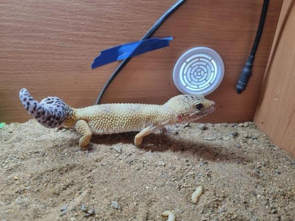 Image 4 of 2 leopard geckos for sale male and female