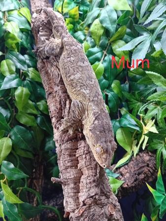Image 6 of Gorgeous baby freidel line leachie gecko for sale!!!