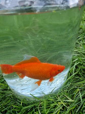 Image 4 of 100 mix coulors mix sizes pond gold fish