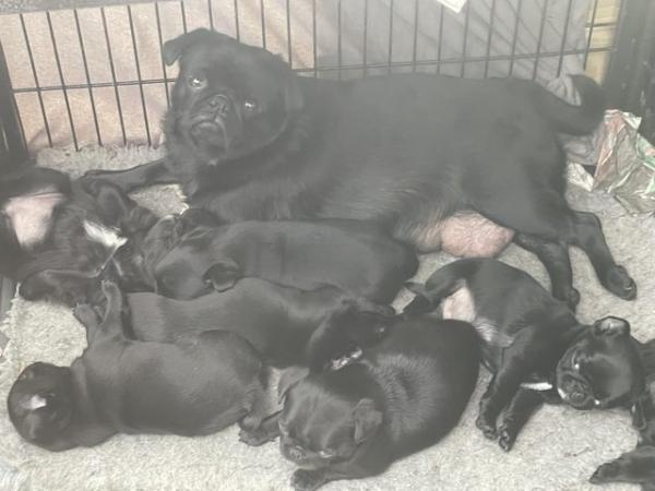 Image 3 of Beautiful Black pug puppies