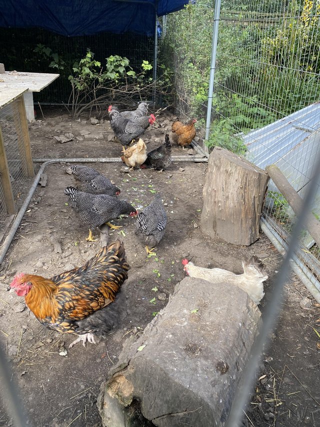 Preview of the first image of Barred rock hens and roosters.