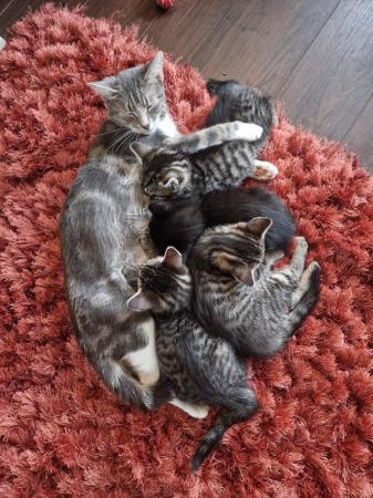 Image 10 of Ready to leave Stunning Silver Tabby kittens 2 left