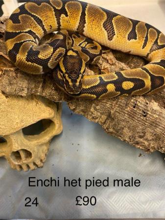 Image 12 of Mixed sex and colour Royal pythons from £80