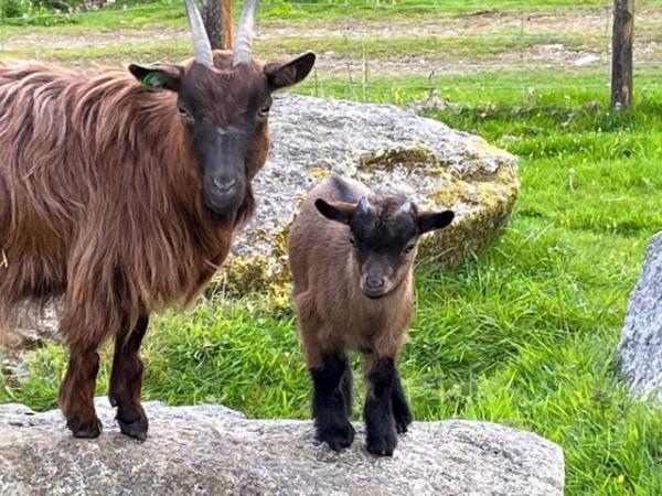 Image 1 of Two Gorgeous Pygmy goats now for sale.