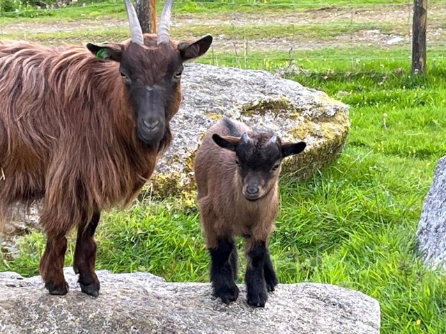 Preview of the first image of Two Gorgeous Pygmy goats now for sale..