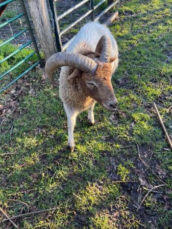 Image 3 of Beautiful registered Soay Ram looking for a new flock - sold