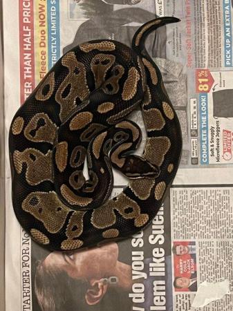 Image 2 of Normal ball python for sale !!