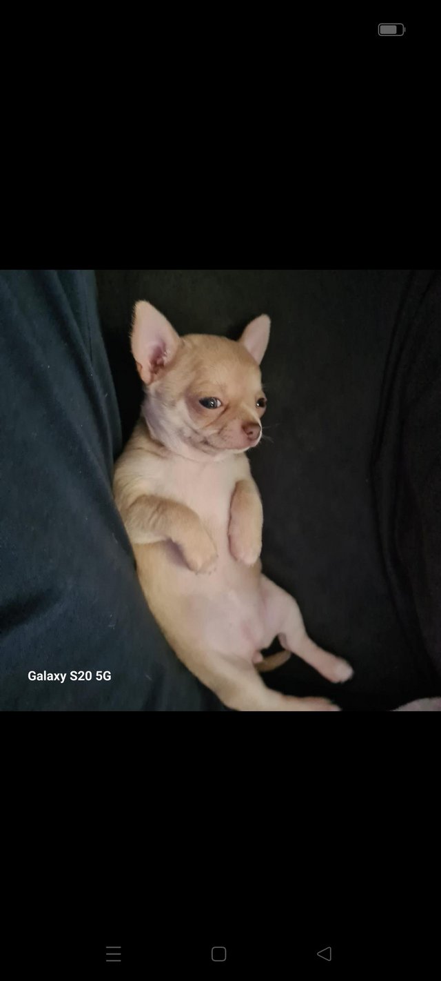 Preview of the first image of Beautiful chihuahua puppy.