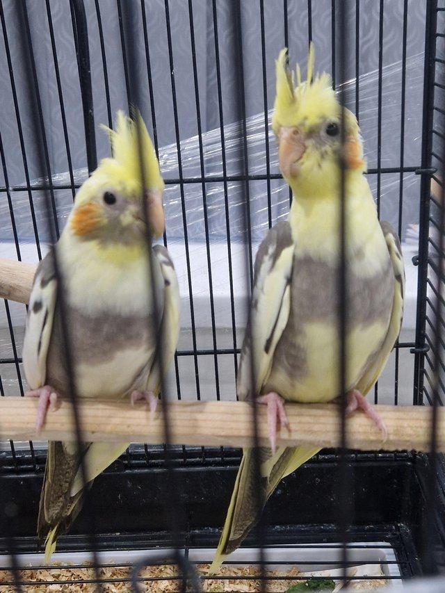 Preview of the first image of Cockatiel chicks available.
