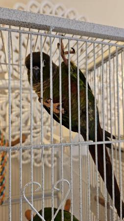 Image 1 of Green cheek conures x2 male and female