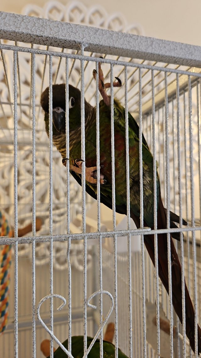 Preview of the first image of Green cheek conures x2 male and female.