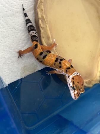 Image 5 of High end baby leopard geckos available