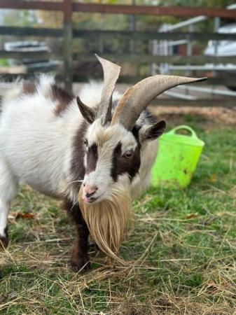 Image 1 of billy goat, have pictures of babies created!