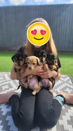 Image 4 of REDUCED! Dachshund cross puppies looking for forever homes
