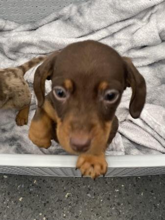 Image 12 of Miniature Dachshund (Ready for new home).