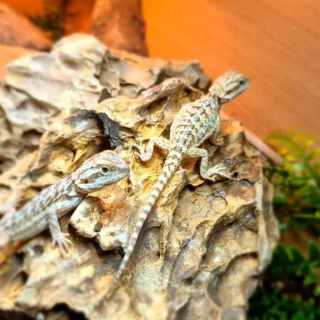 Image 5 of Several Baby Bearded Dragons
