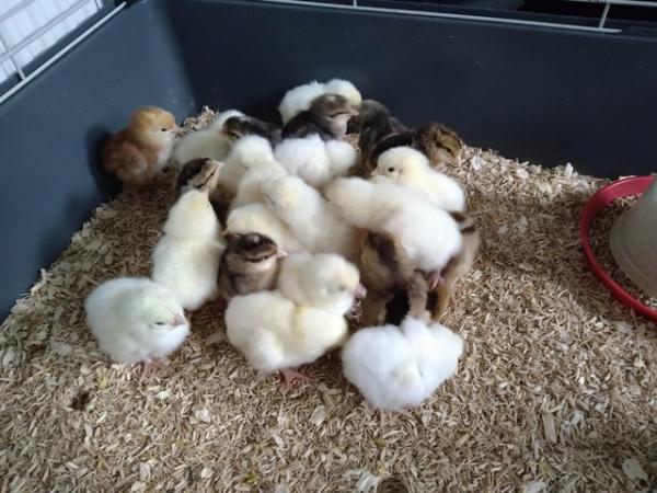 Image 3 of Day old unsexed chicks for sale