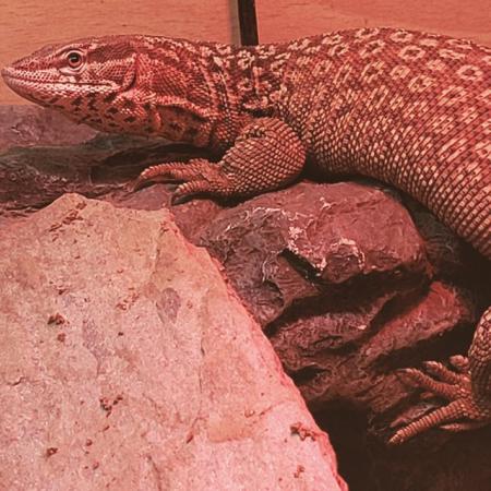 Image 3 of 5 year old ackie/dwarf monitor for sale unsexed. Viv not inc