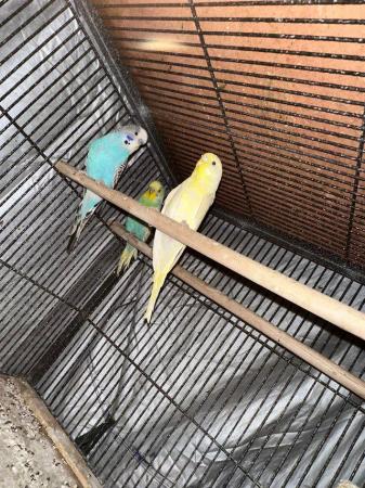 Image 1 of Stunning budgie babies for sale in bradford
