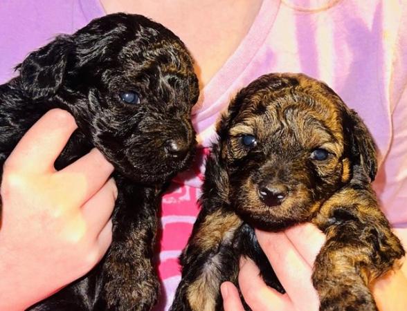 Poodle puppies for sale in Leeds, West Yorkshire – 1 year old - Image 4 of 8
