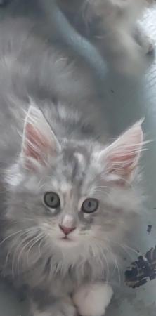 Image 7 of Maine coon kittens for sale.full pedigree