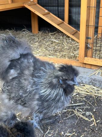 Image 2 of Silkie Roo and Hen 16 weeks old