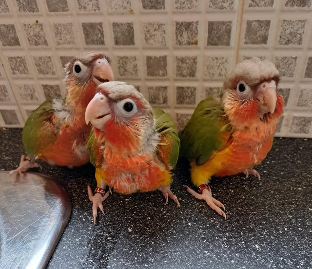Preview of the first image of Hand reared conures a 2 lutino cockateils.