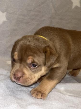 Image 17 of Pocket bully puppies for sale abkc registered