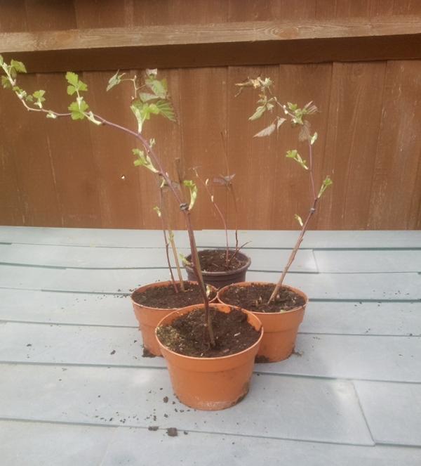 Preview of the first image of 1 x THORNLESS BLACKBERRY potted PLANT £8 or 2 for £15.