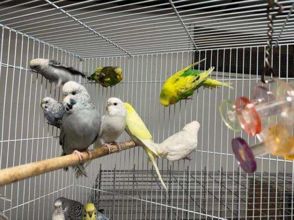 Image 3 of Beautiful Baby Budgies for sale