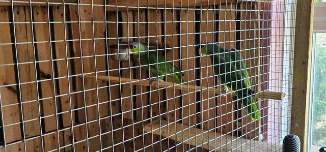 Image 5 of Male & Female Lilac Crowned Amazon Parrots For Sale