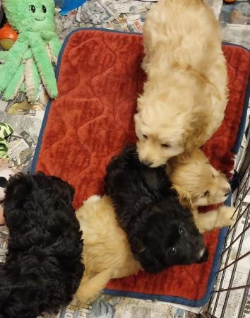 Image 6 of Cavashelpoo puppies, playful, vet checked girls