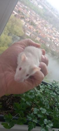 Image 3 of Male young rats ready for rehome in Glasgow (HUSKY)