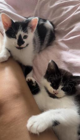 Image 1 of 10 weeks kittens, 2 males